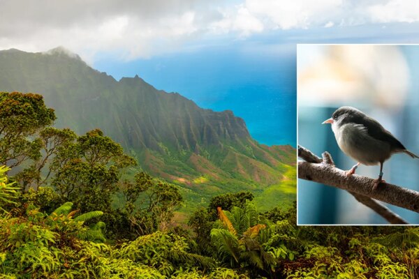 Popular honeymoon destination faces avian malaria threat, spread by mosquitoes