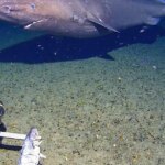 Researchers didn't think there were sharks in Antarctica waters. Then one was caught on camera.