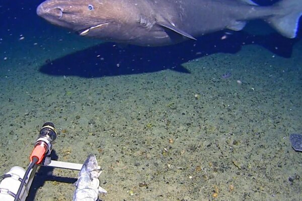 Researchers didn't think there were sharks in Antarctica waters. Then one was caught on camera.