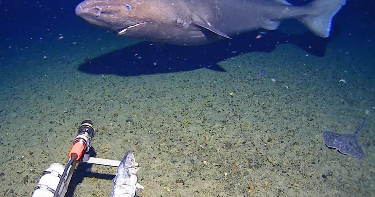 Researchers didn't think there were sharks in Antarctica waters. Then one was caught on camera.