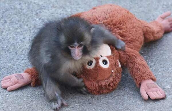 Rights group slams treatment of viral Japanese monkey