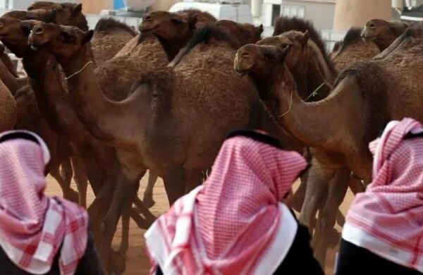 Saudi Arabia launches passports for kingdom's beloved camels