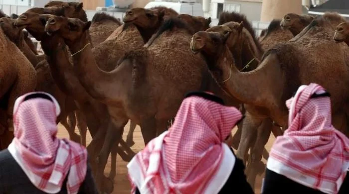 Saudi Arabia launches passports for kingdom's beloved camels