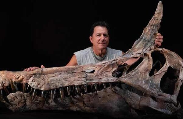 Scientists discover giant bird-like dinosaur in Niger desert