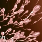 Sperm swim more quickly in summer, study finds