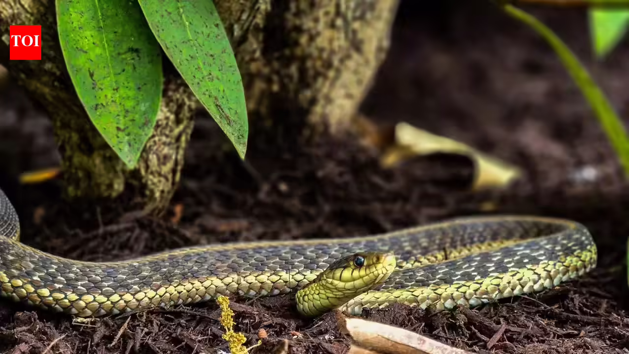 Stop growing THIS beautiful plant in your garden as it attracts snakes | - The Times of India