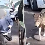 Toddler flees in terror as coyote chases him outside California family home in broad daylight