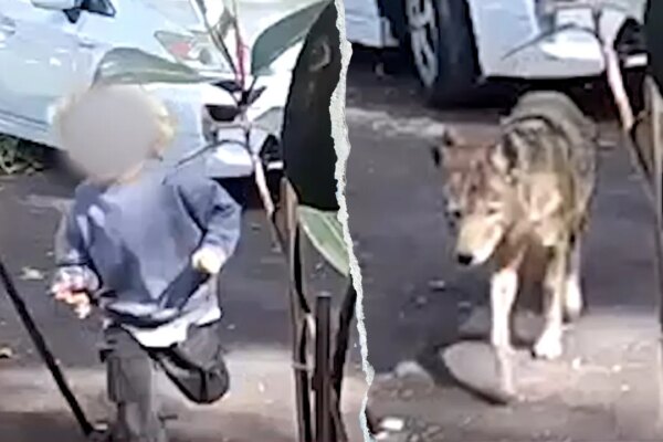Toddler flees in terror as coyote chases him outside California family home in broad daylight