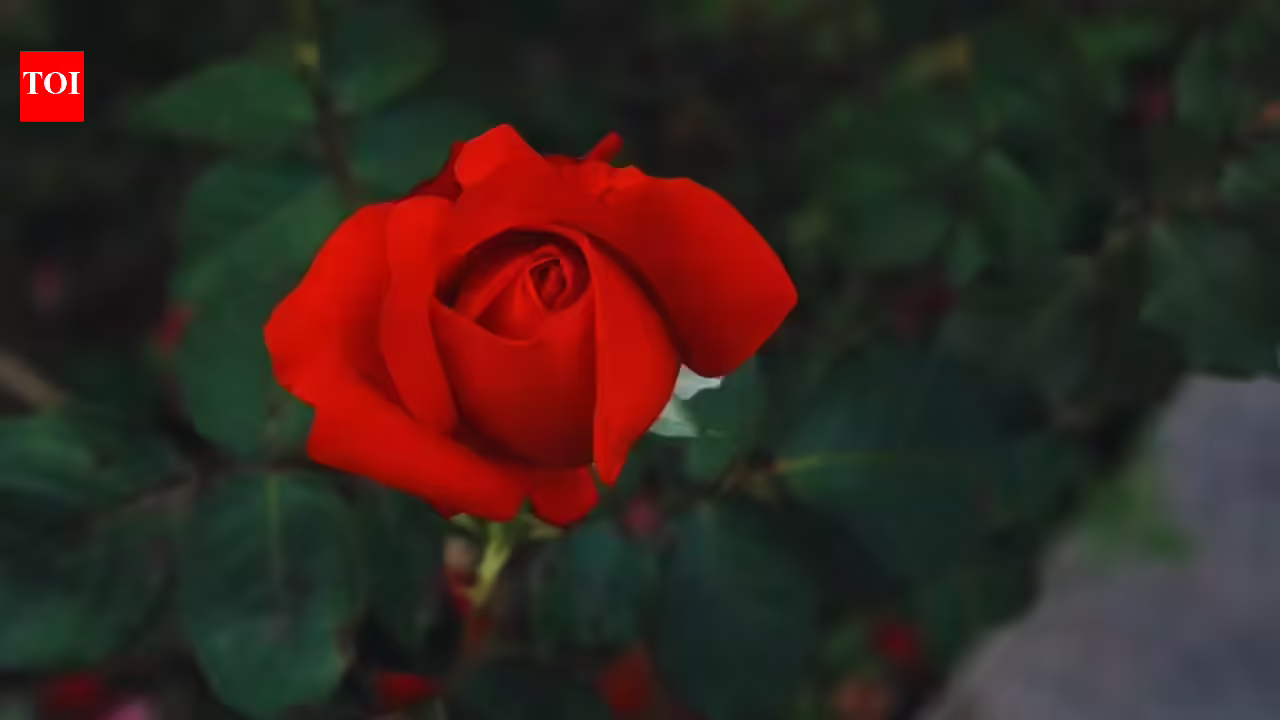 Vastu Plants For Home: Vastu-approved flowering plants to grow at home for promoting love and harmony - The Times of India