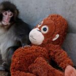 Viral monkey Punch makes IKEA toy global sensation: Here's what it costs