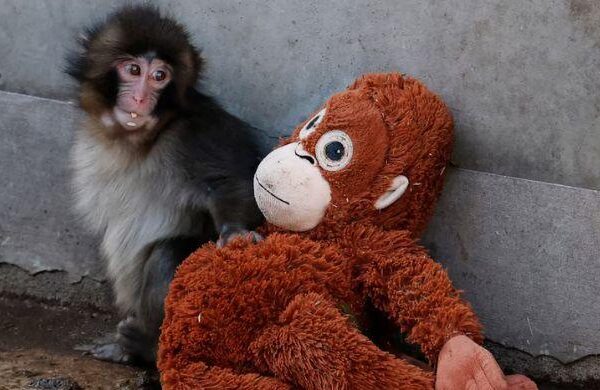 Viral monkey Punch makes IKEA toy global sensation: Here's what it costs