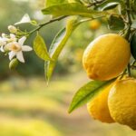 When Life Gives You Lemons - Make the Most of the Season - SUCH TV