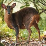 Wider deer culling planned for England to protect trees and crops