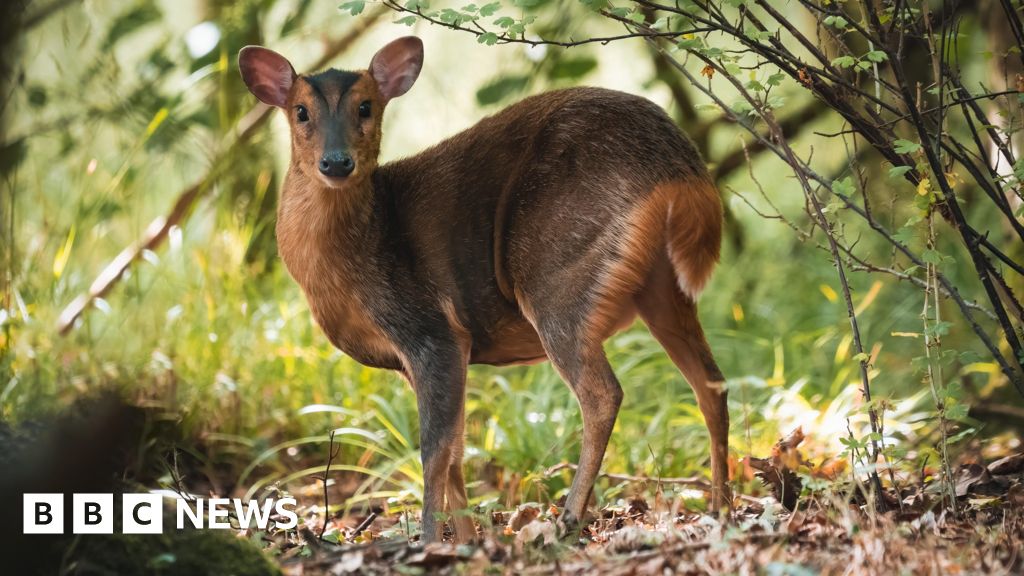 Wider deer culling planned for England to protect trees and crops