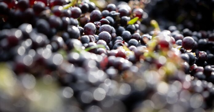 600-year-old grape seed used to make pinot noir wine found in toilet of medieval hospital in France