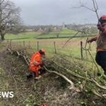 Ancient hedge laying used to boost Blagdon lake biodiversity