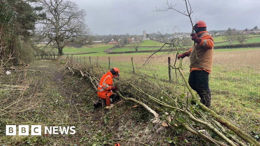 Ancient hedge laying used to boost Blagdon lake biodiversity