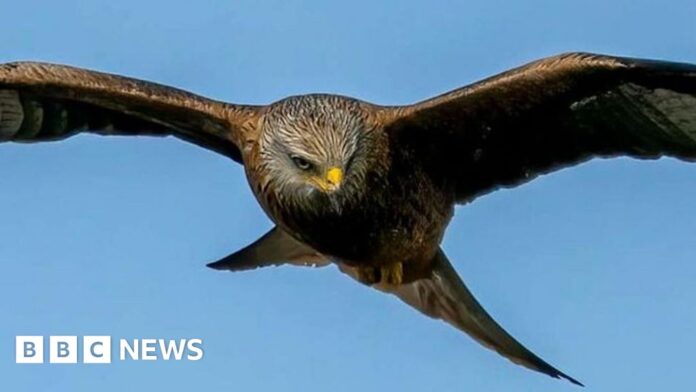 BBC News quiz of the week: What sneaky snack was this bird of prey seen carrying?