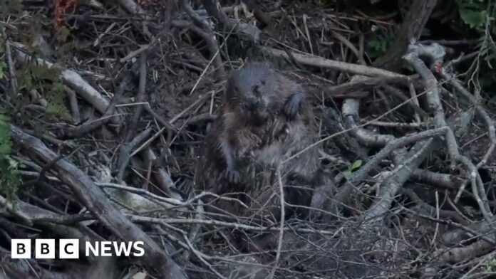 Beavers released in Dorset settle after a year of ups and downs