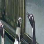 Birdland in Gloucestershire welcomes three new Humboldt penguins