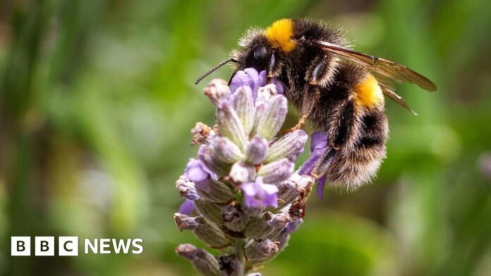 Call out to volunteers in South East to take part in bug survey