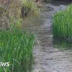 Campaigners push to protect chalk streams in Carshalton
