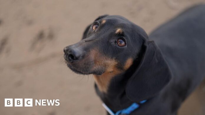 Dogs were man's best friend far earlier than thought - scientists