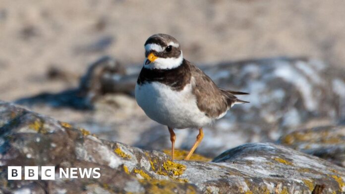 Exclusion zone to protect endangered birds at island beauty spot