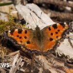 'Extinct' large tortoiseshell butterfly spotted across southern England