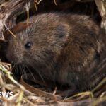 Extreme rainfall and floods devastating South West wildlife