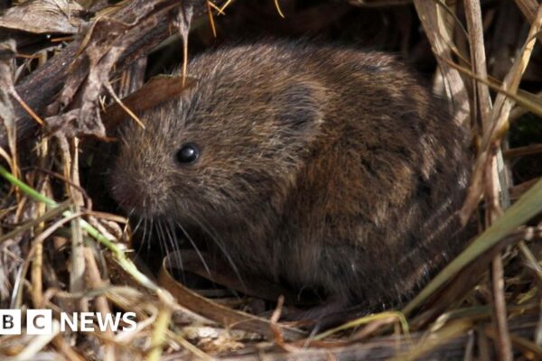 Extreme rainfall and floods devastating South West wildlife