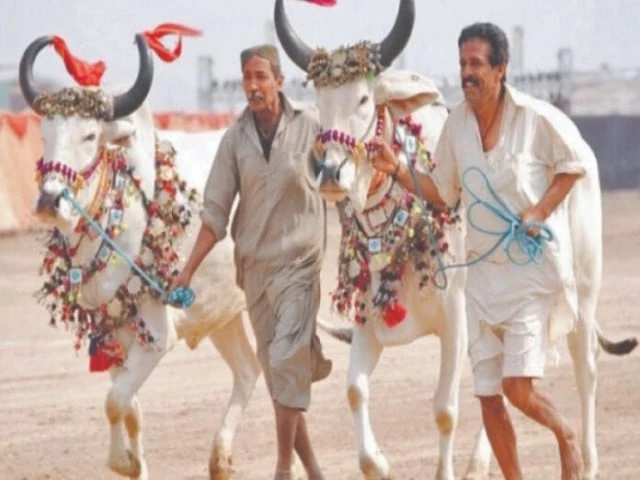 horse and cattle show