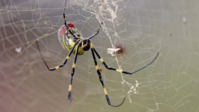 Giant golden spiders could spread this summer, experts downplay health risk