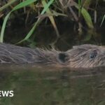 Greedy Wallington beaver caught in trap twice as he snacked