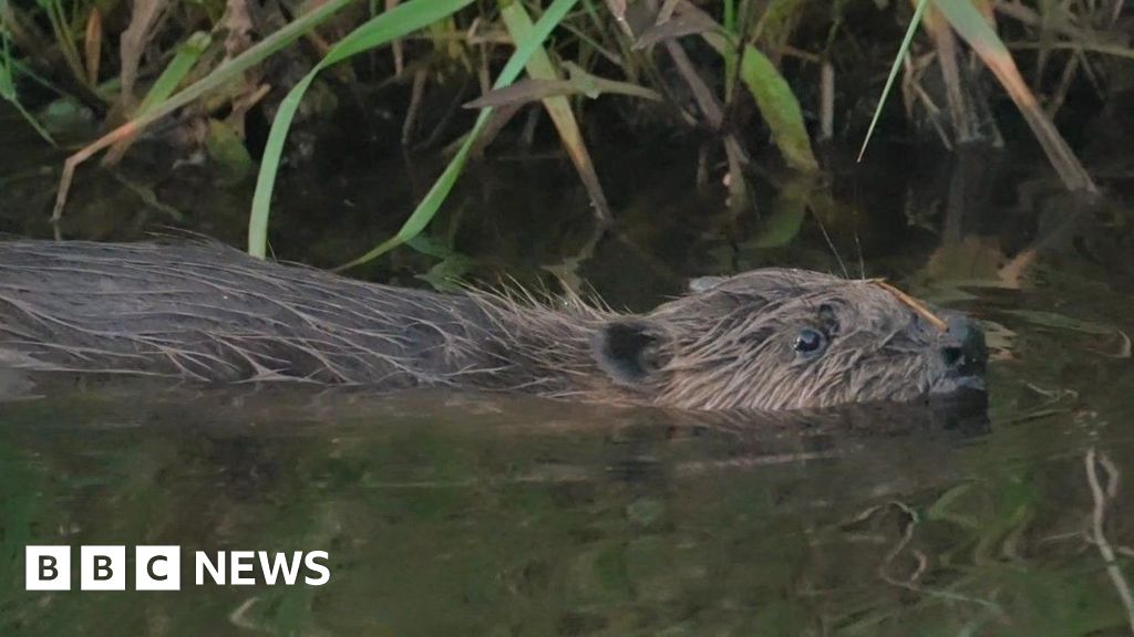 Greedy Wallington beaver caught in trap twice as he snacked