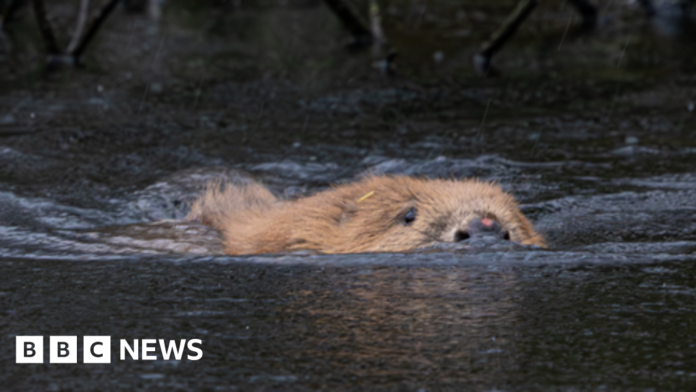 How beavers are transforming Cornwall’s rivers and flood risk