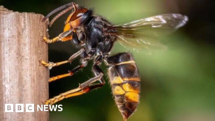 Launch of map to report Asian hornet sightings in Jersey