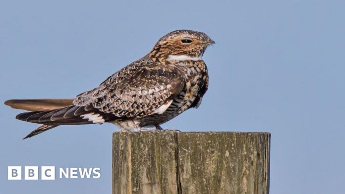Nightjars make 'remarkable comeback' to South Downs National Park
