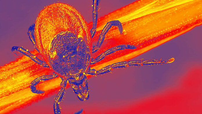 Pfizer to seek FDA approval for Lyme disease vaccine candidate despite trial miss