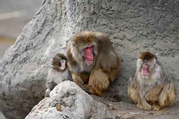 Punch the monkey, viral star, experiences dramatic breakthrough among zoo mates