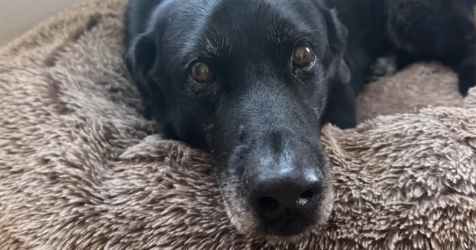 Ralph the dog's impact on science and his family