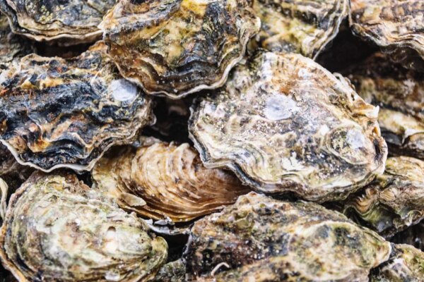 Raw oysters and clams recalled in 9 U.S. states over possible norovirus contamination