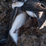 Sand martin tailor-made burrows are ready for seasonal visitors