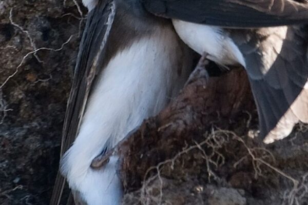 Sand martin tailor-made burrows are ready for seasonal visitors
