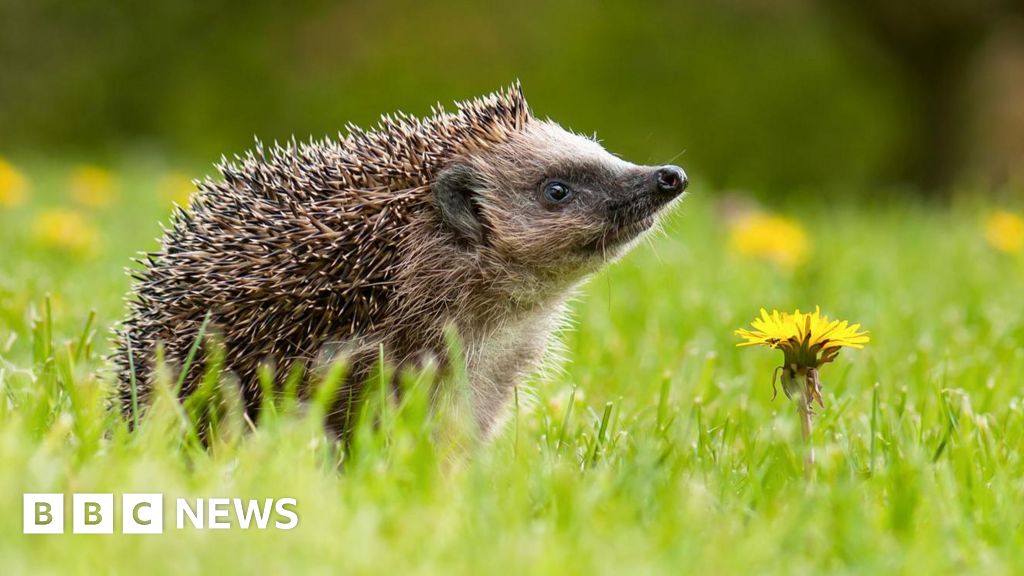 Secret of hedgehog hearing discovered at far beyond human range