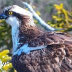Southern nest sites await return of history-making ospreys
