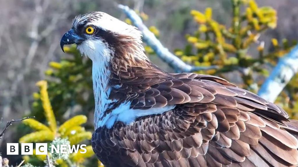 Southern nest sites await return of history-making ospreys