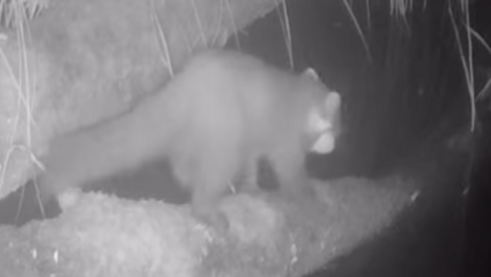 Surprise sighting of pine marten in Cornwall