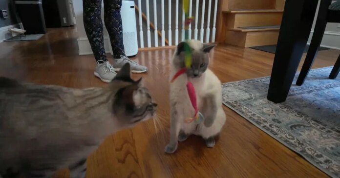 The cost of owning a pet has skyrocketed. Here are some tips to trim rising expenses