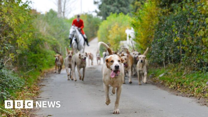 Trail hunting ban moves closer as government consultation begins